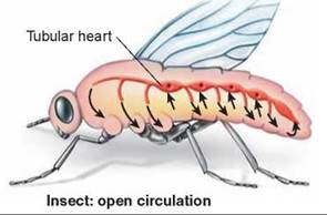 insects-have-hearts